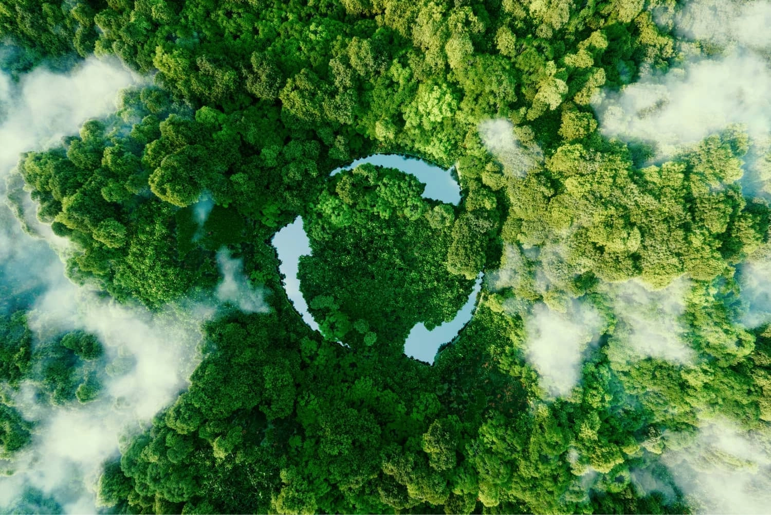 Bird-eye view of a forest
